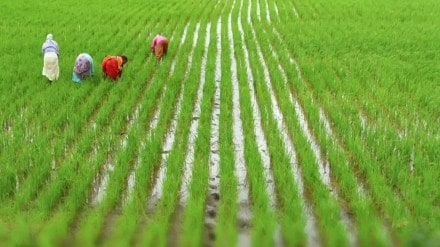 Sangli Shirala taluka use mallak method for paddy due to rain