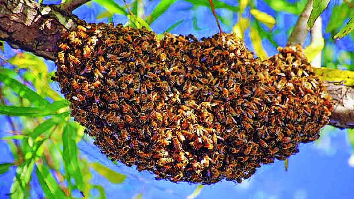integrated strategy is essential for the honey revolution