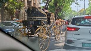 illegal use of horses Carriage in Mumbai
