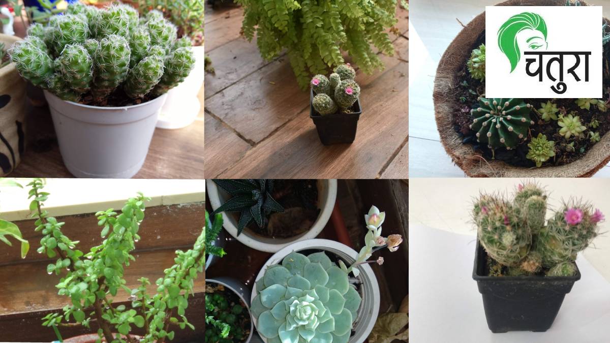 During a workshop someone asked how to identify indoor and outdoor plants