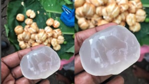 Ice Apple : बर्फासारखे दिसणारे ‘हे’ फळ उन्हाळ्यातही देईल थंडावा! त्याची सरबत, स्मुदी, खीर, चाट बनवा, ही घ्या रेसिपी