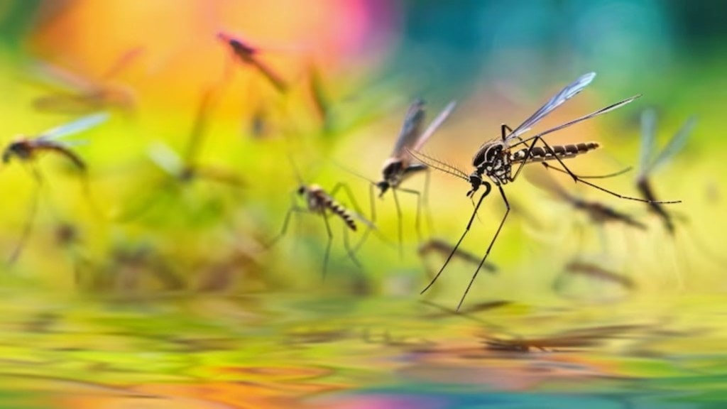 dengue, national dengue day, national dengue day 2025