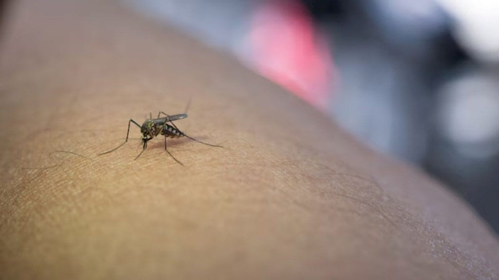 dengue fever, treatment for dengue quot, dengue, national dengue day,
