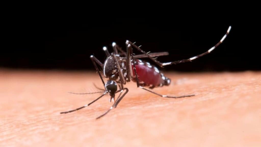 dengue fever, treatment for dengue quot, dengue, national dengue day,
