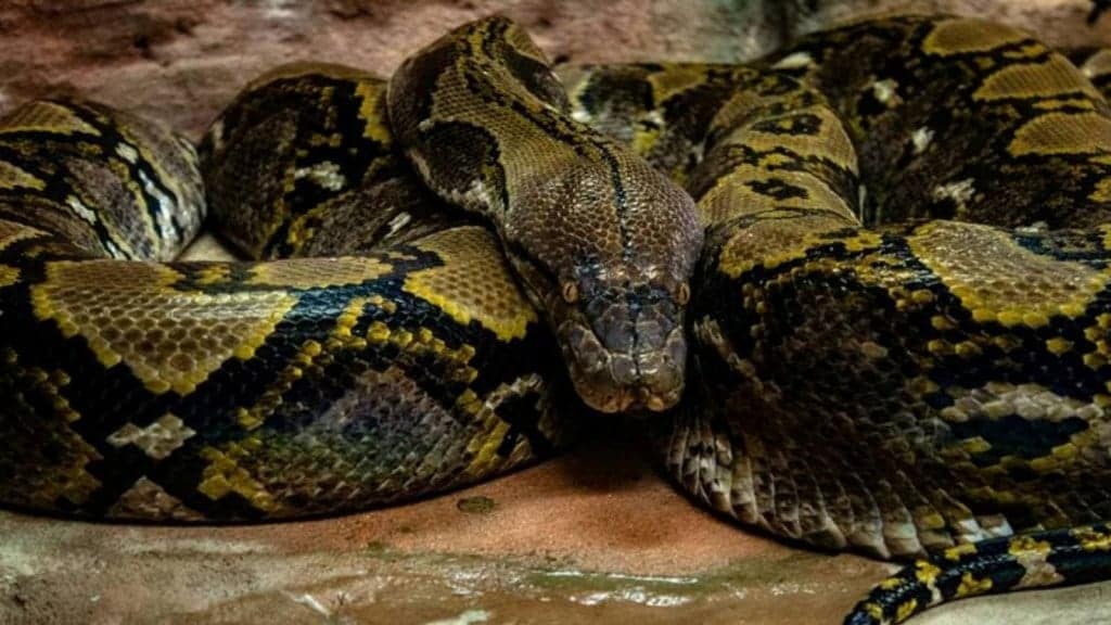 World's largest snake discovered, heaviest snake in the world