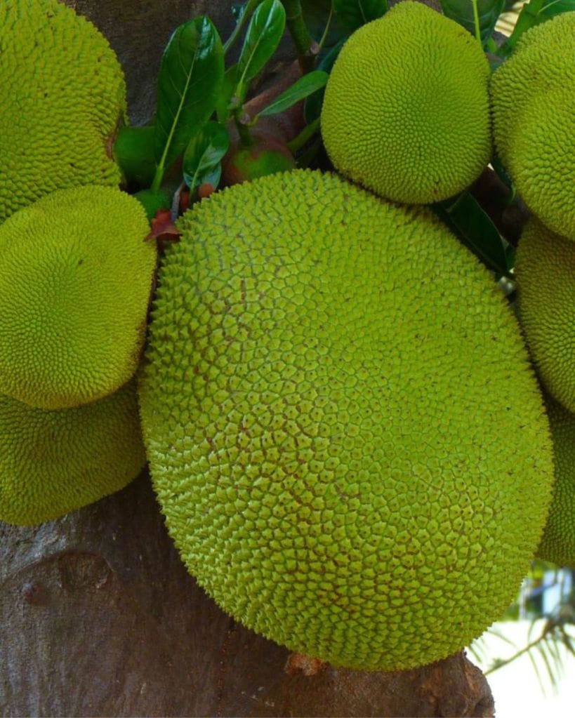 jackfruit sabji
