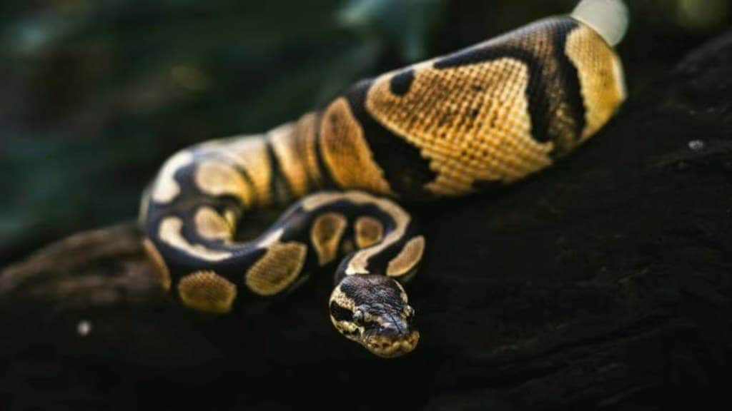 record-breaking snake found, the world's largest snake