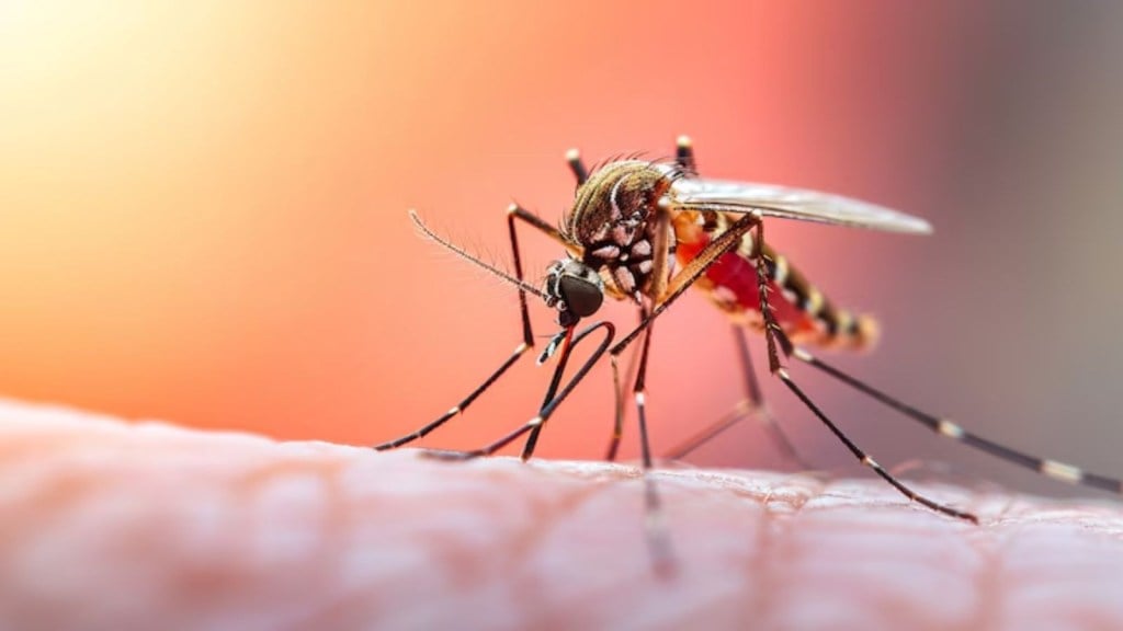 national dengue day date, national dengue day significance,