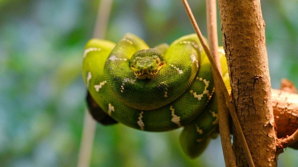 record-breaking snake found, the world's largest snake
