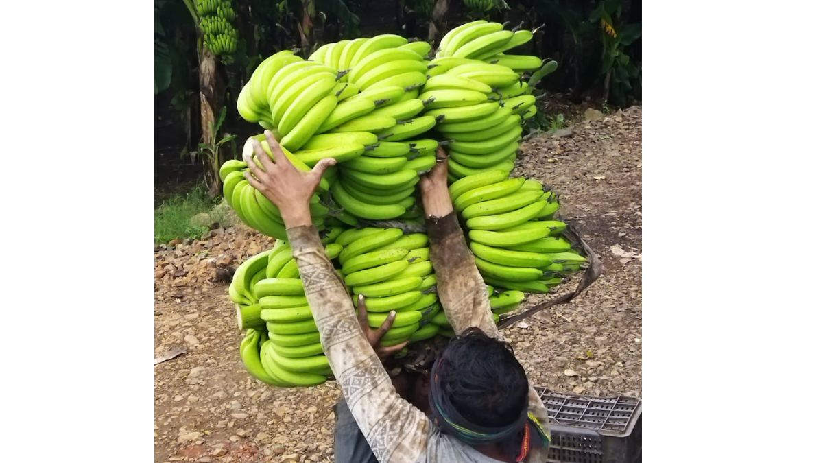 banana rate jalgaon