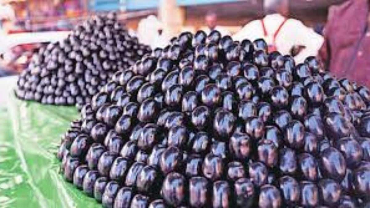 navi mumbai vashi apmc jamun season tribal harvest and health benefits