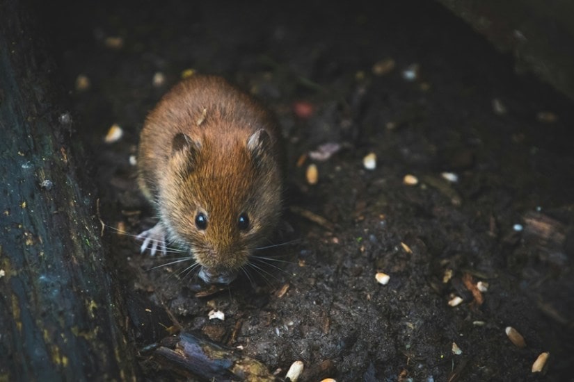 4 Easy Ways to Keep Mice Away Without Using Poison or Traps