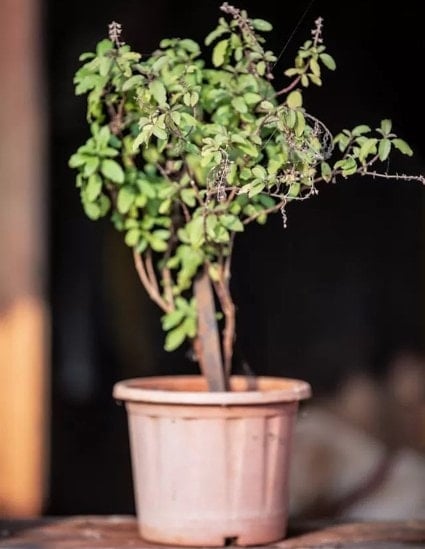 Tulsi Health Benefits