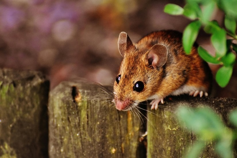 How to Get Rid of Mice Without Killing Them