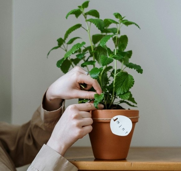 Say Goodbye to Mice With These Easy DIY Tricks