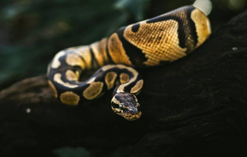 largest snake species ever recorded