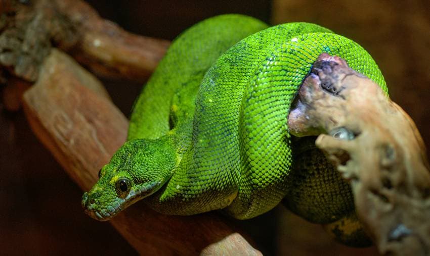Northern Green Anaconda discovery