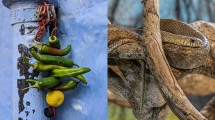 Why Do Indians Hang Lemon and Chillies Outside Shops