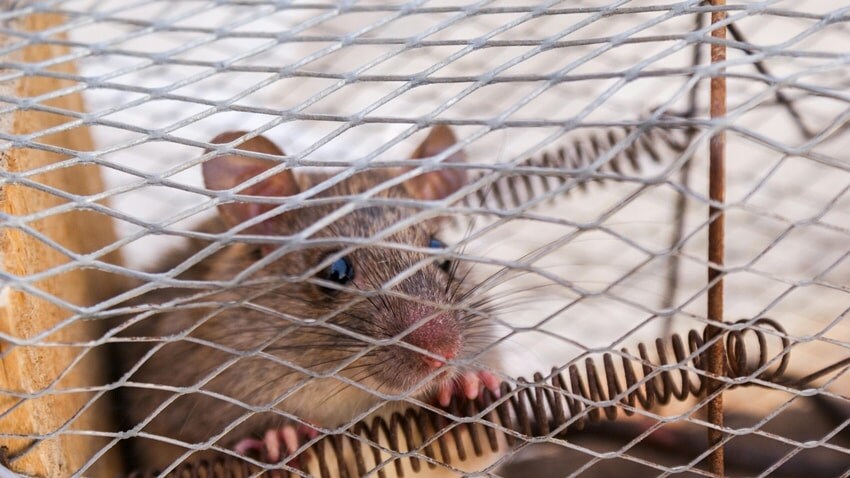 home remedies for mice