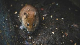 homemade rodent repellent