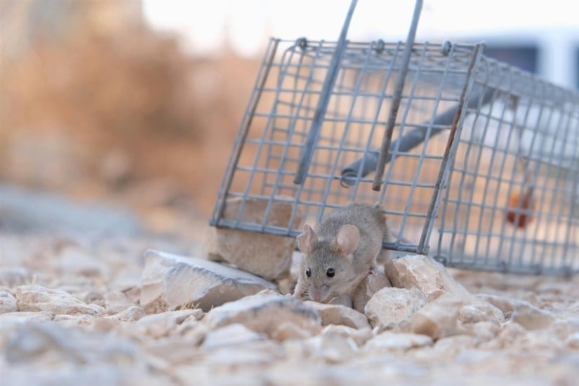 natural ways to repel mice