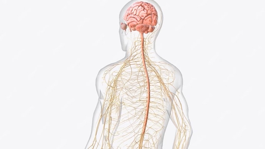 nervous system