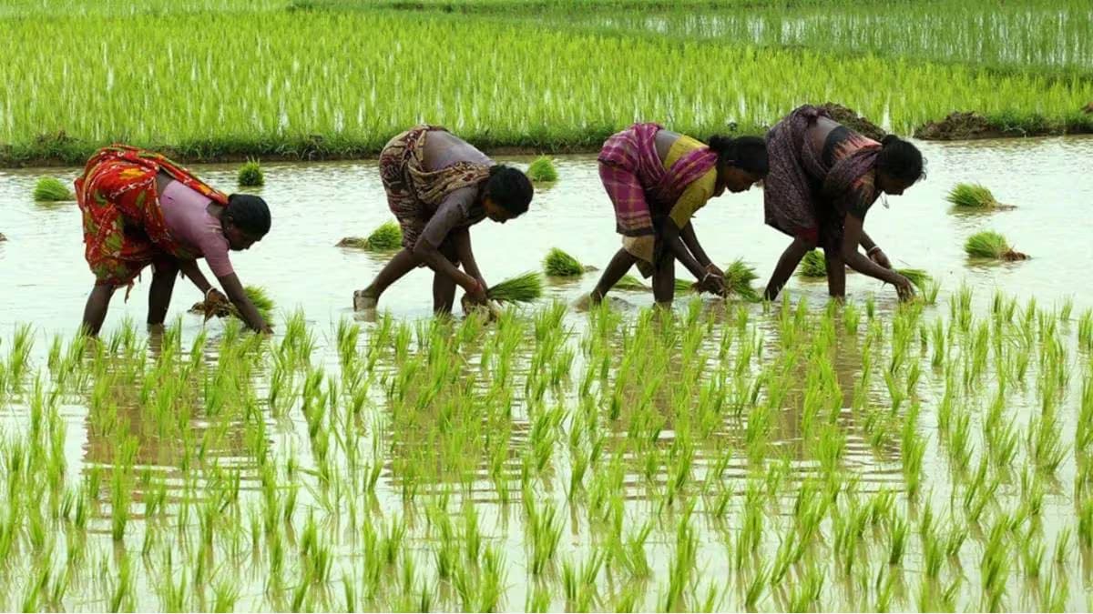 Action against uncertified seeds questioned in the Kharif season meeting; discussion held on changing the legal provisions