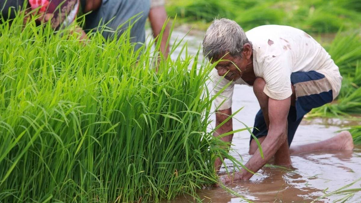 Government response to agriculture Assistant strike news in marathi