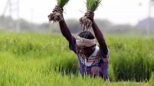 Kharif season fertilizer impact