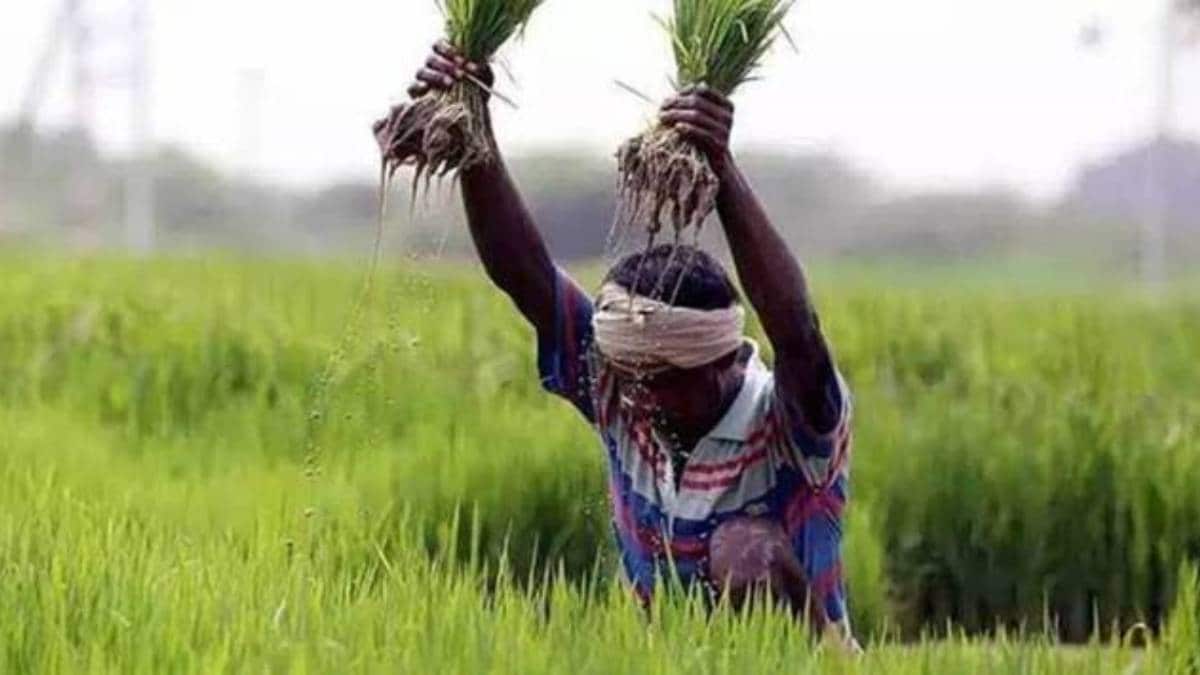 Kharif season fertilizer impact