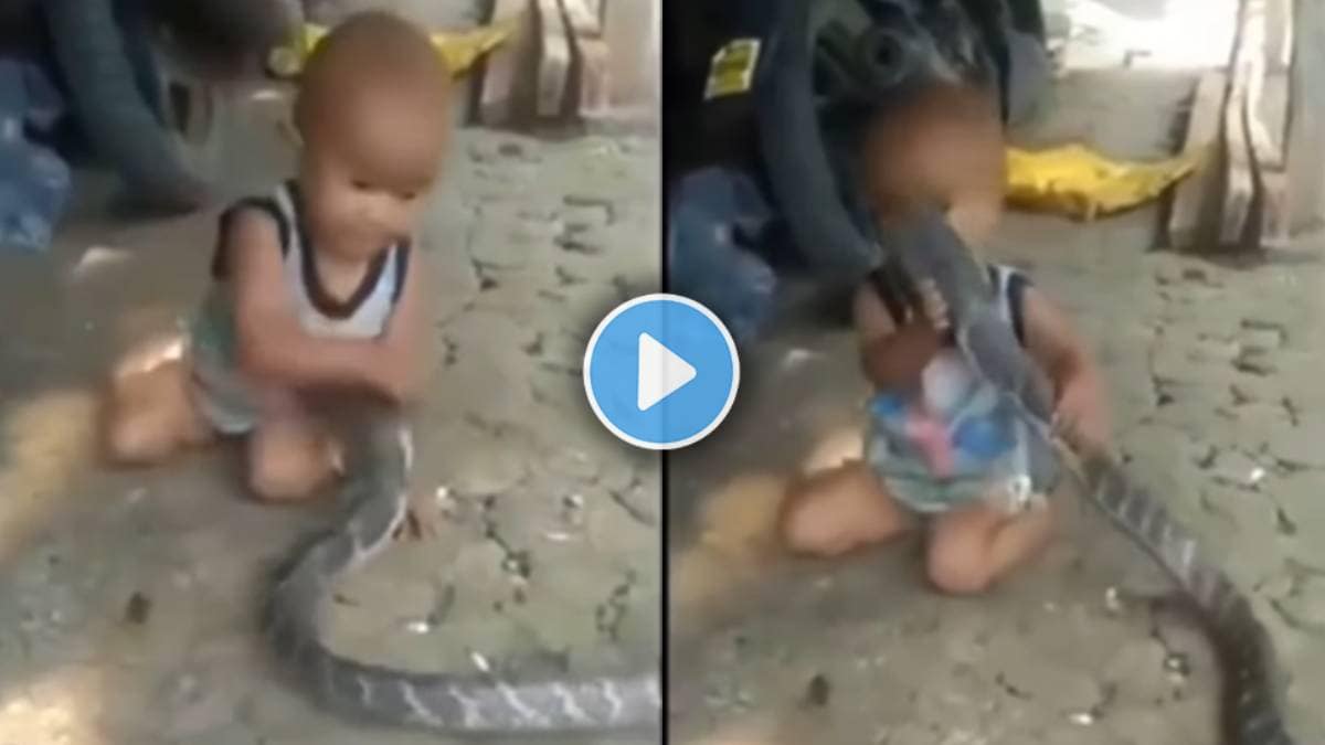 king cobra viral video