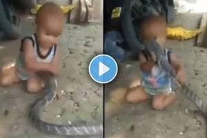 king cobra viral video