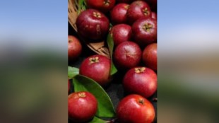 Rains cause extensive damage to fruit orchards in Sindhudurg district