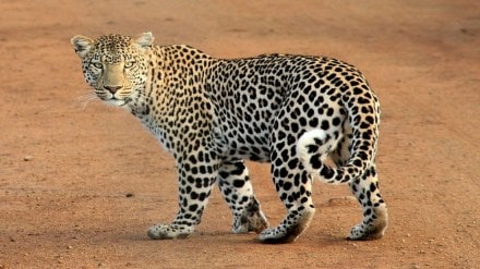 leopard attacked, leopard ran away ,