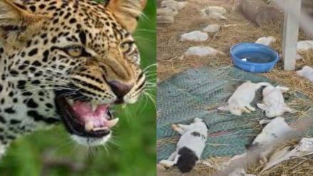 Palghar animals increase movement towards human settlements leopard attack Talasari area