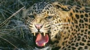 akole Devthan leopard attack mother son injured