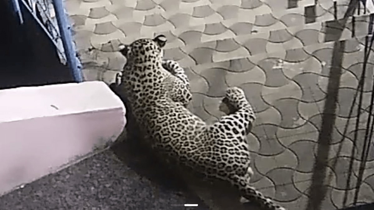 Leopard seen again near the entrance of Manmad, stayed for two hours in the premises of Datta Temple in Shingave