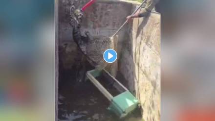 leopard fell into a tank in a field near Parshivni Nagpur news