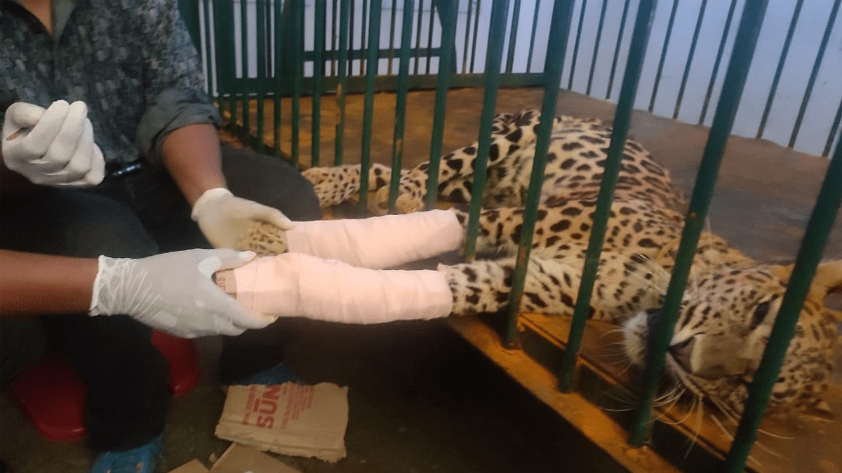 After one and a half years of treatment, a paralyzed leopard not only stood on his feet but also started running nagpur