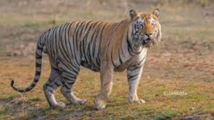 tiger sighting alesur village bhandara