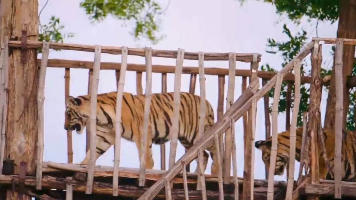 tiger safari in Umred Pauni Karhandla Wildlife Sanctuary