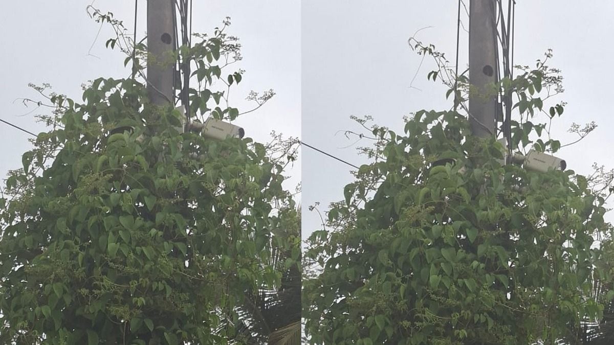 malvan neglect of security cctv camera blocked by vines