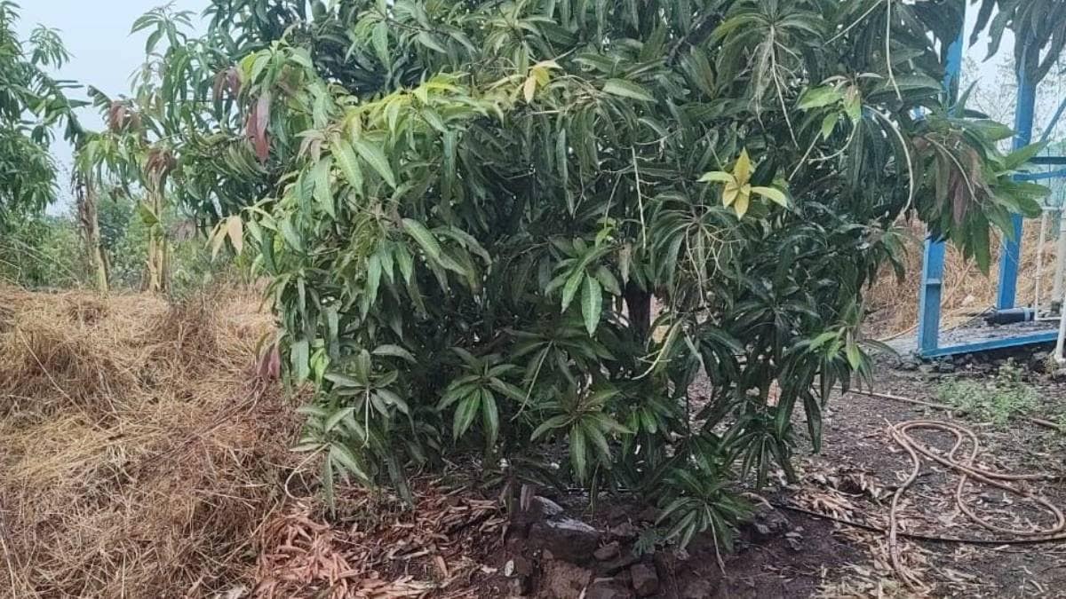 monsoon impact on mango farms