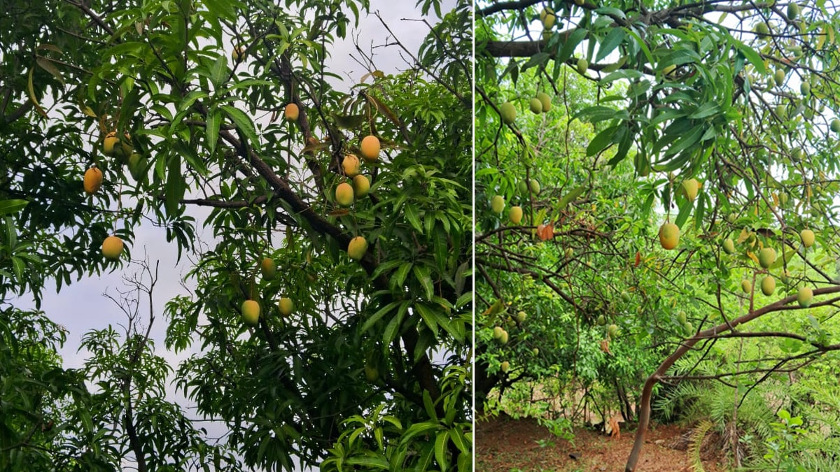 Due to warnings of stormy winds and rain, the Agriculture Department has advised farmers to harvest their crops early for safety