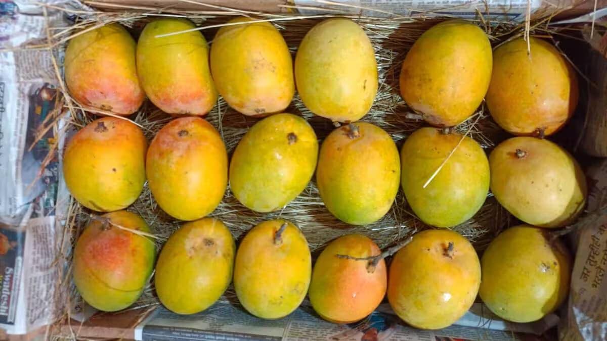supply of Konkan Hapus mangoes, which usually last till end of May, will be very low next week, so people may have to buy Madrasi Hapus instead