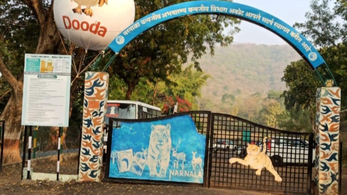 akola melghat Shahanur Safari begins at Melghat Tiger Reserve