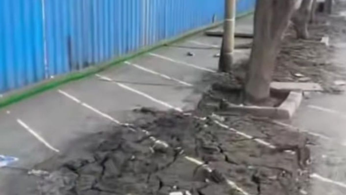 mira road tree issue