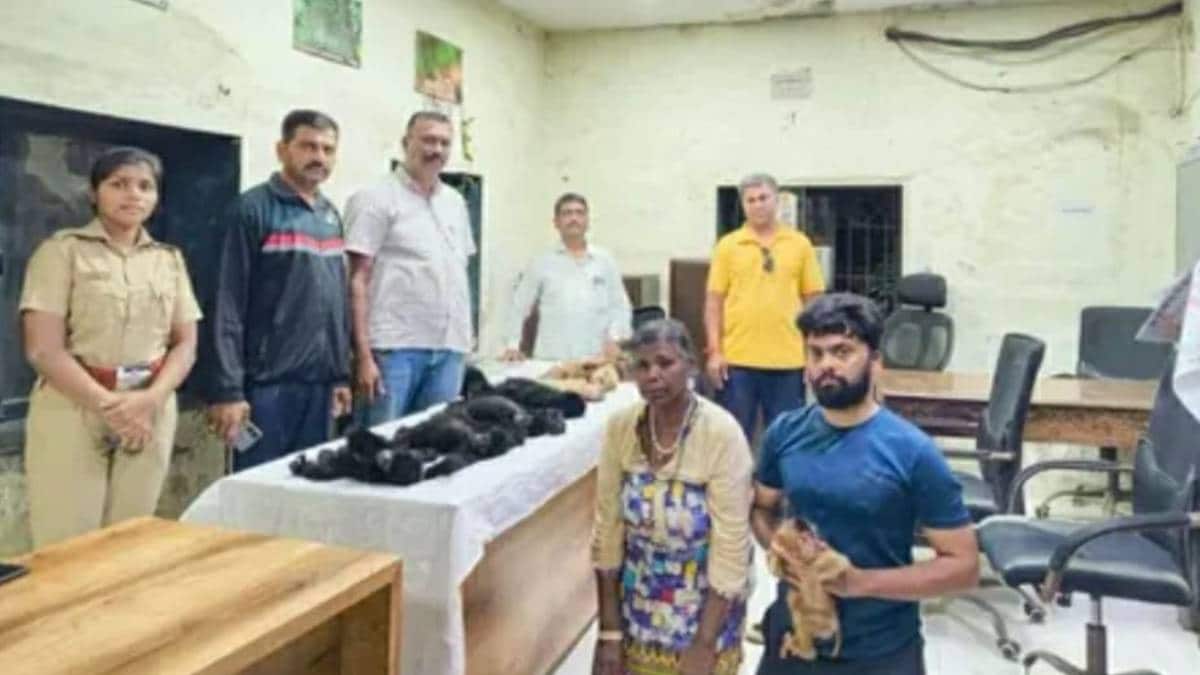 Siamang Gibbons monkeys news in marathi