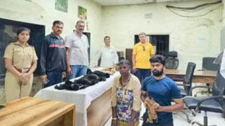 Siamang Gibbons monkeys news in marathi