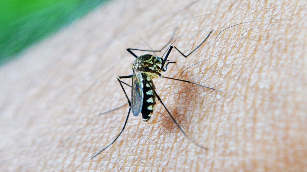 patients , malaria , decrease , loksatta news,